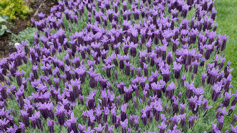 Images and Lavender Lace information courtesy of Plant Growers Australia. 