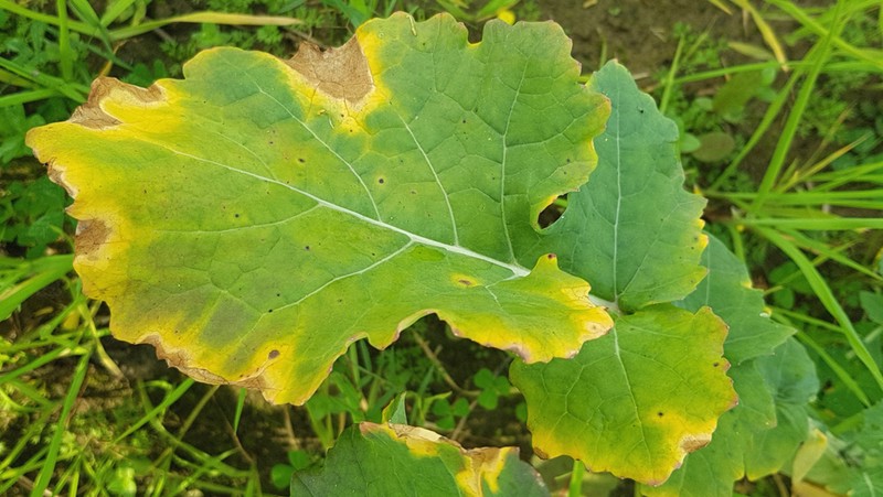 Black Rot Xanthomonas Campestris Pv. Campestris Of Crucifers Brassicas Mustard 800X451px LS