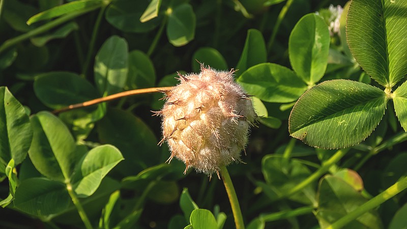 close-up of a Strawberry Clover Seed Head with clover leaves in background