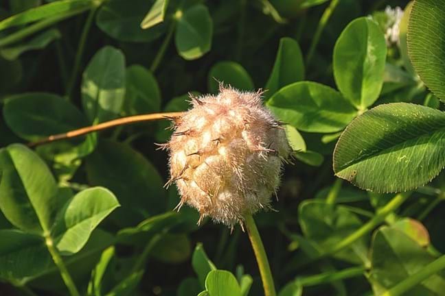 close-up of a Strawberry Clover Seed Head with clover leaves in background