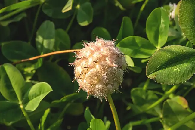 close-up of a Strawberry Clover Seed Head with clover leaves in background