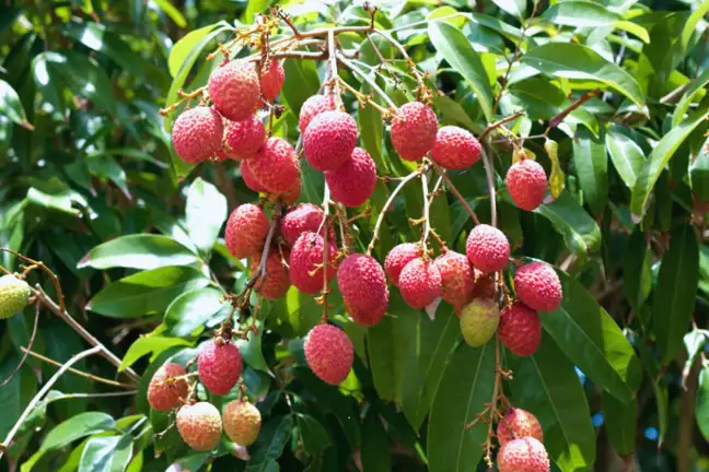 Lychee fruit ready for harvest