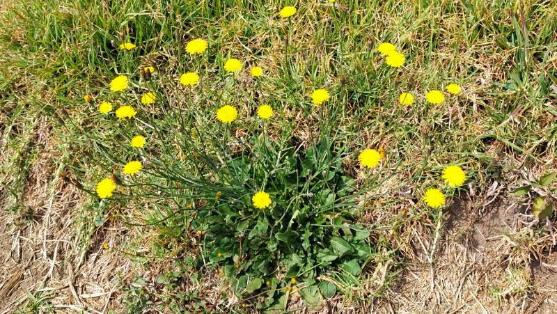 mature cat's ear Hypochaeris radicata plant in flower with bright yellow flower
