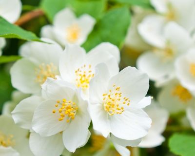 How to grow Philadelphus