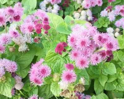 Ageratum