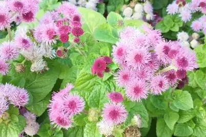 Ageratum