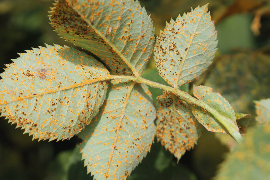 Rust Tree Australia Rash How to Get Rid of Rust in Your Garden | Yates Australia