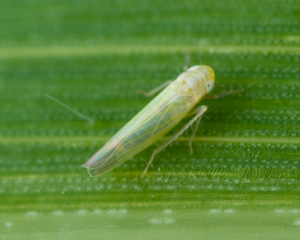 Leafhopper (2)
