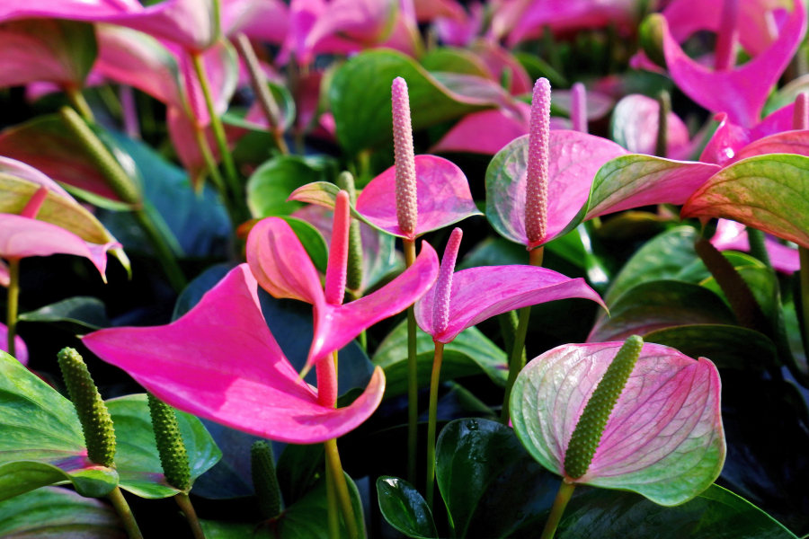 bright pink anthurium flowers