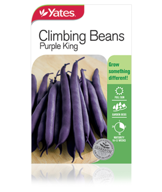 Beans Climbing Purple King Garden Seeds Yates Australia