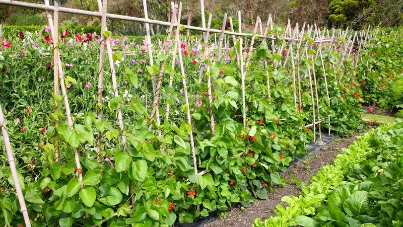 Red Flowering Bean A Frame 800X451px LS