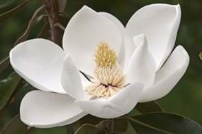 How to Grow Magnolias