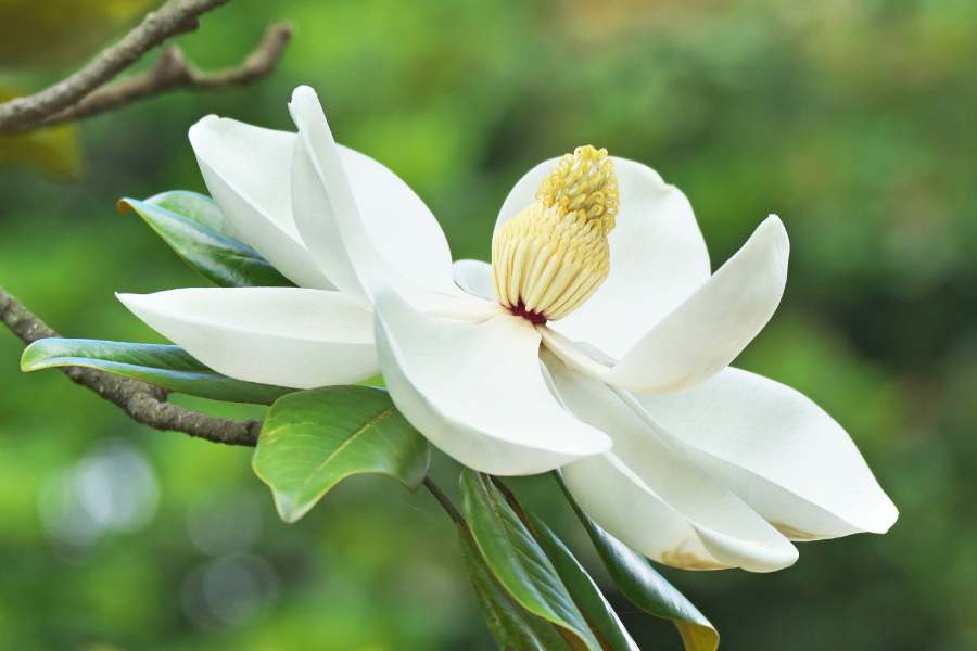 Bull Bay Magnolia in Flower