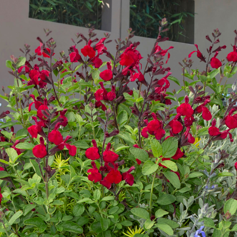 Salvia 'Inferno'