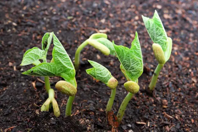Beans germinating in garden soil