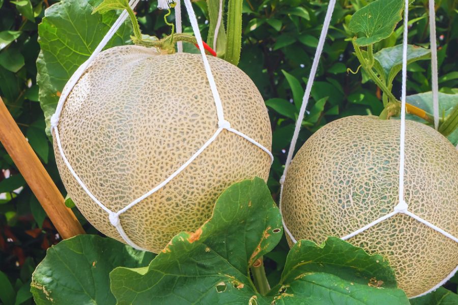 Melons growing vertically, supported by a strong sling made from twine.