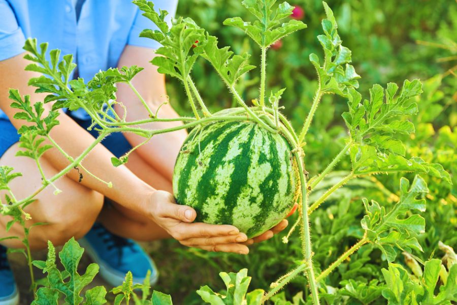 Hands holding a watermelon on the vine in the garden