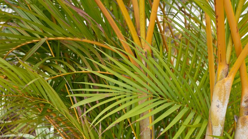 close up of the trunks and crown shaft of several golden cane palm showing deep yellow-gold 
