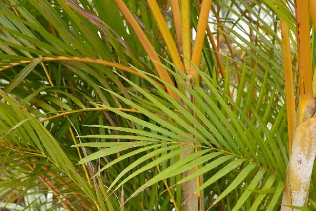 close up of the trunks and crown shaft of several golden cane palm showing deep yellow-gold