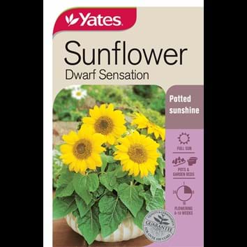 sunflower-dwarf-sensation