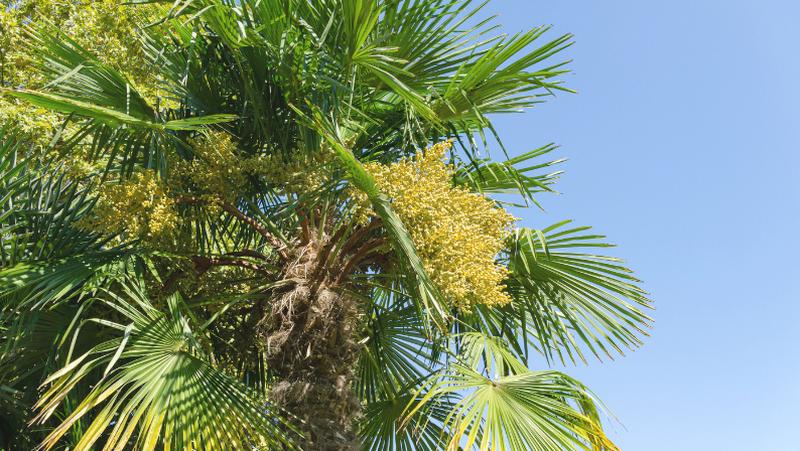 Looing up into the canopy of a Chinese Windmill (Trachycarpus fortunei) with pendulous yellow fruits