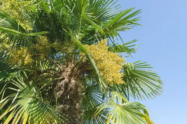 Looing up into the canopy of a Chinese Windmill (Trachycarpus fortunei) with pendulous yellow fruits