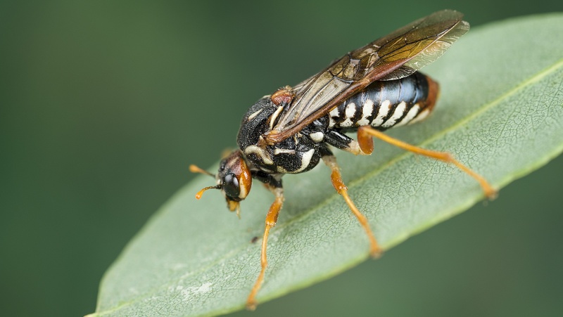 Sawfly 800X451px Credit Denis Crawford