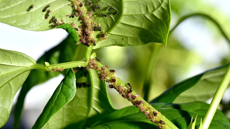 Bean infested with Aphids and Ants