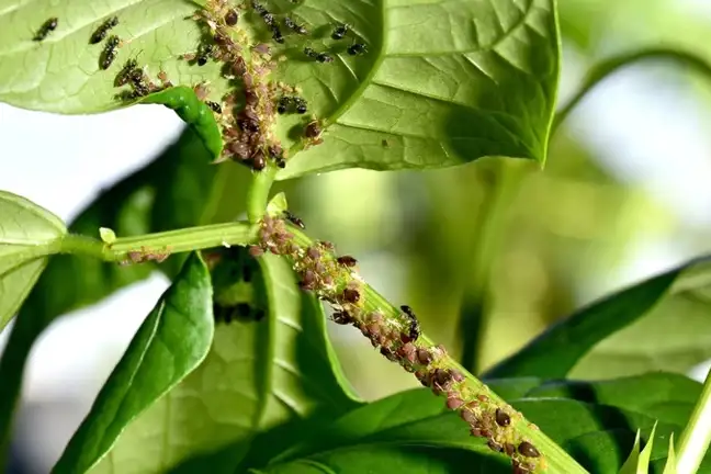 Bean infested with Aphids and Ants