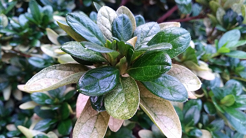 Azalea Lace Bug 800X451px LS ED (2)