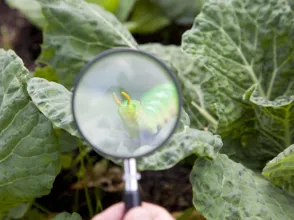 Plant Protection