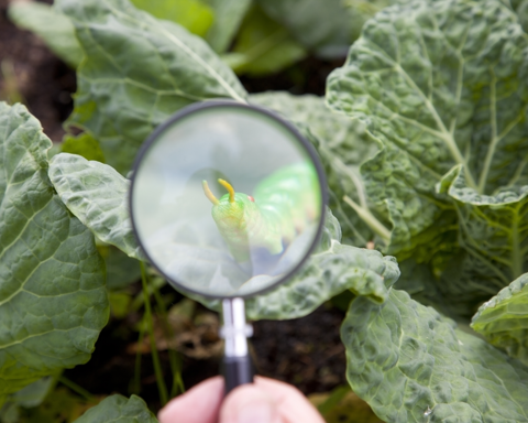 Garden Problem Solver