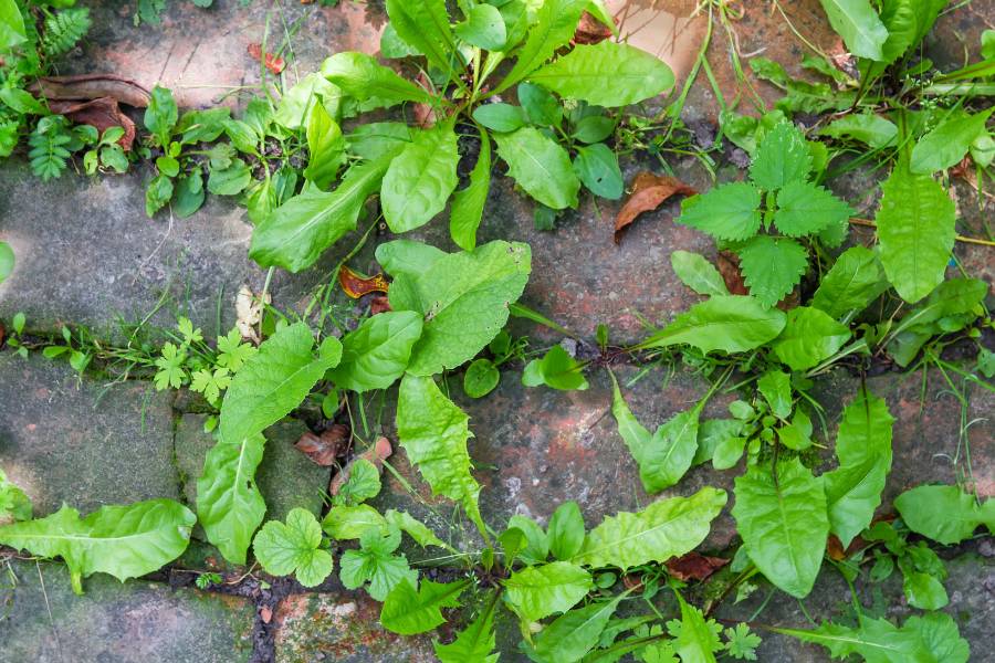 Weeds growing in-between pavers