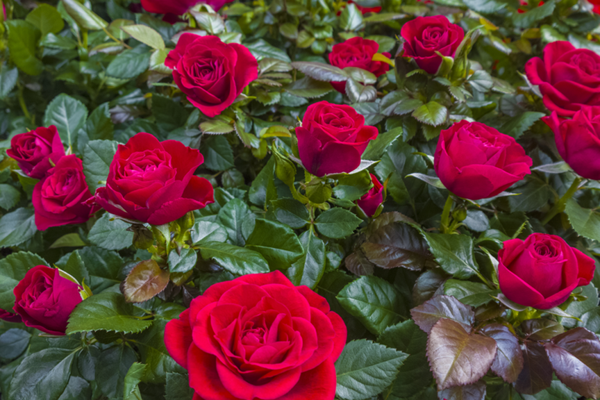 Spring roses deals