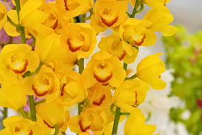 yellow Cymbidium Orchids