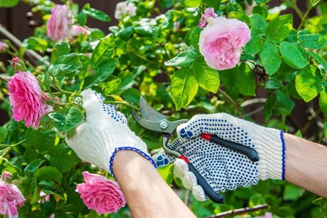 Pruning pink Roses with secateurs