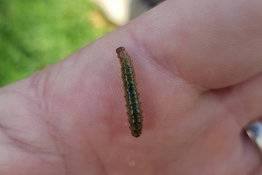 How to Get Rid & Control Sod Webworm in Lawns | Yates Australia