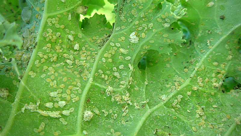 Whitefly 800X451px ED