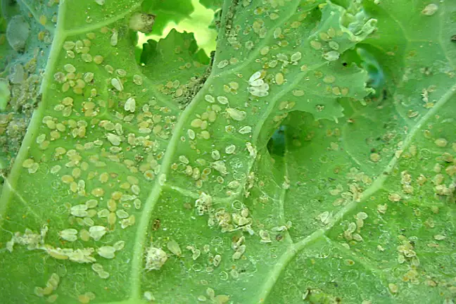 Whitefly 800X451px ED
