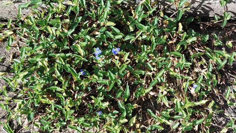 Native Wandering Trad Growing up through concrete