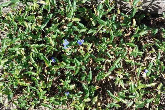 Native Wandering Trad Growing up through concrete