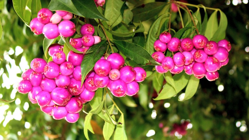 Syzygium Australe Fruits Lilly Pilly