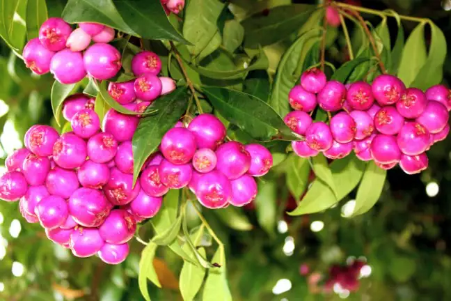 Syzygium Australe Fruits Lilly Pilly