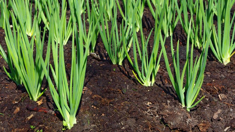 Spring Onion Garden Bed Vegetable Patch 800X451px LS