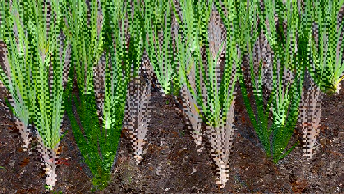 How To Grow Spring Onions In Gardens Pots In Australia Yates