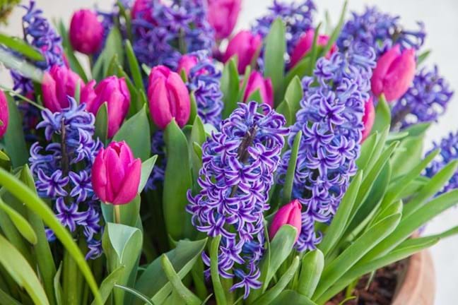 Tulips and Hyacinths growing in a pot