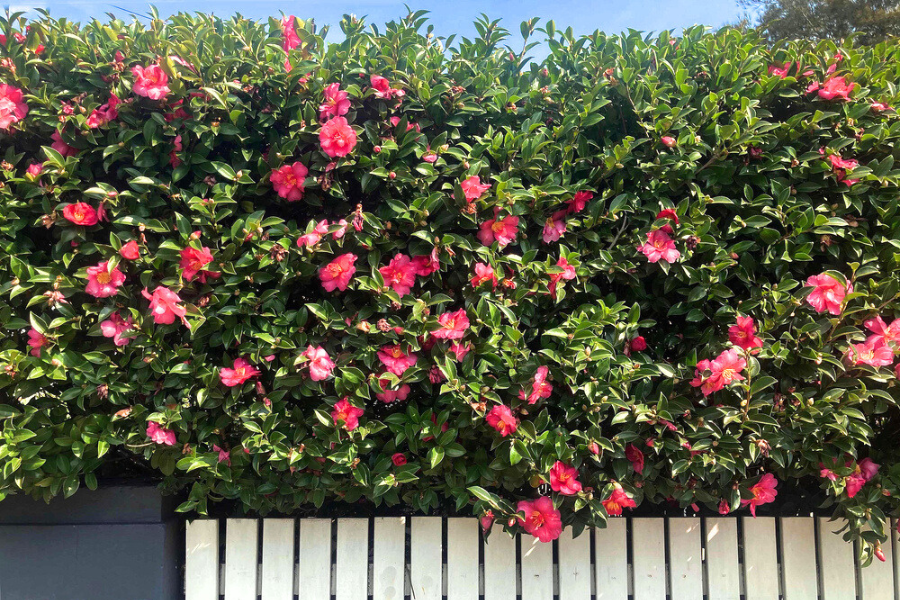 pink flowering camellia sasanqua hedge growing next to a white picket fence