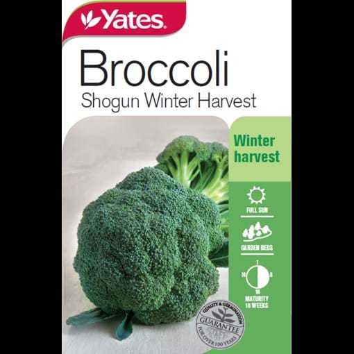 32560_Yates Broccoli Shogun Winter Harvest_FOP_6nsfia.jpg (1)