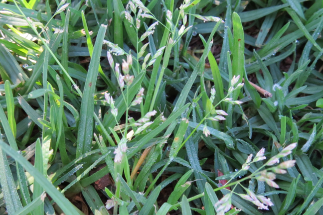 Close up photo of Winter Grass Seeds that grow on Spikes