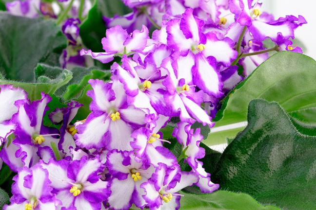 african violet Saintpaulia ionantha purple and white bibolour flowers